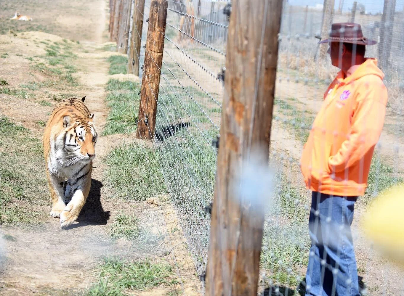 Tigers from 'Tiger King: Murder, Mayhem, and Madness' find solace